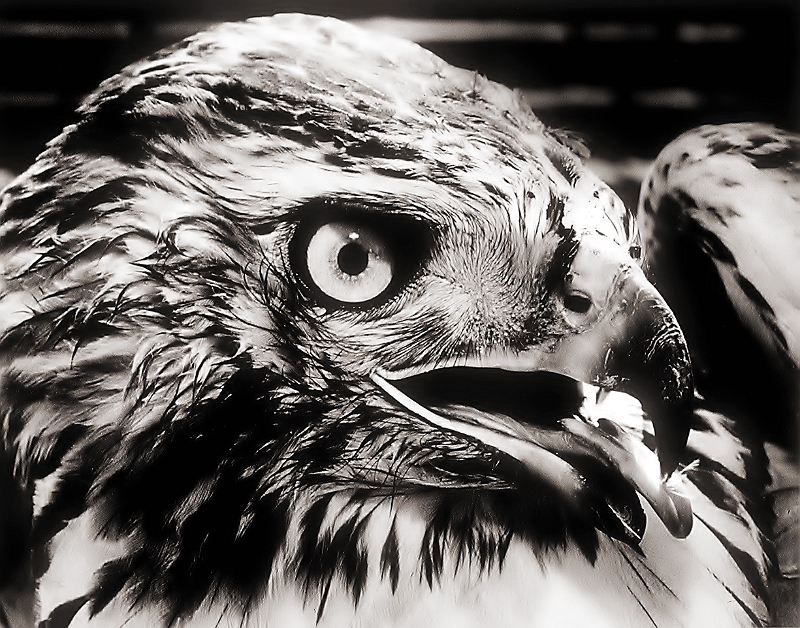 Redtail Hawk � Dave Hickey
